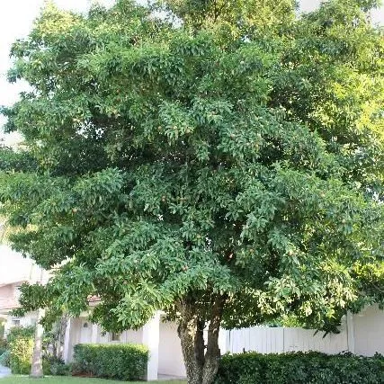 thumbnail for publication: Manilkara zapota: Sapodilla